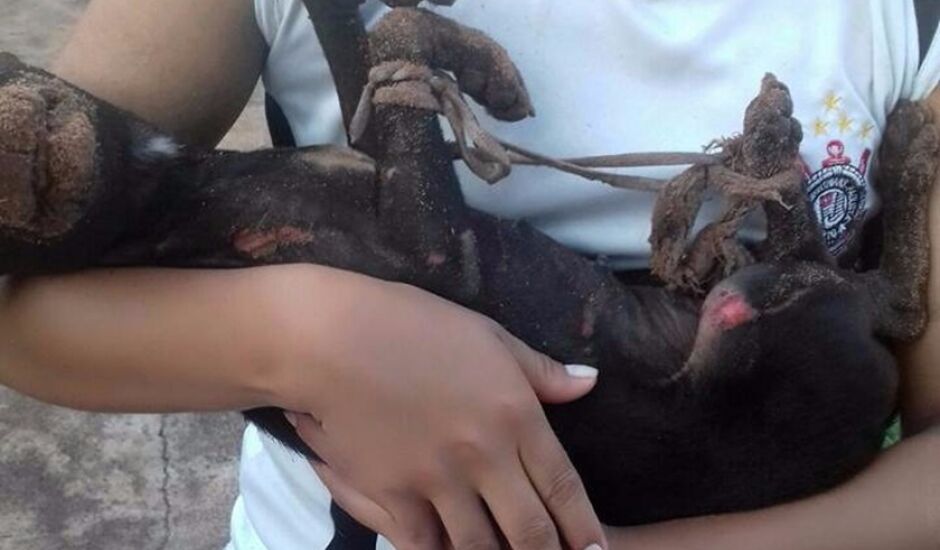 Animal foi encontrada com as quatro patas amarradas e com sinais de violência