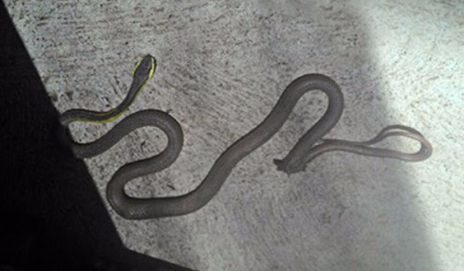 Serpente popularmente chamada de 'cobra-cipó' não é venenosa