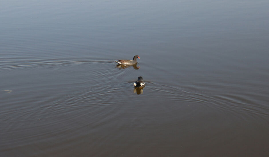 O número 22 é popularmente conhecido pela expressão de "dois patinhos na lagoa"; o registro da imagem foi feito na Lagoa Maior, em Três Lagoas