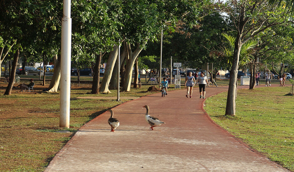Na pista de caminhada da Lagoa Maior, pessoas caminham e gansos da lagoa também aproveitam para "passear " no local