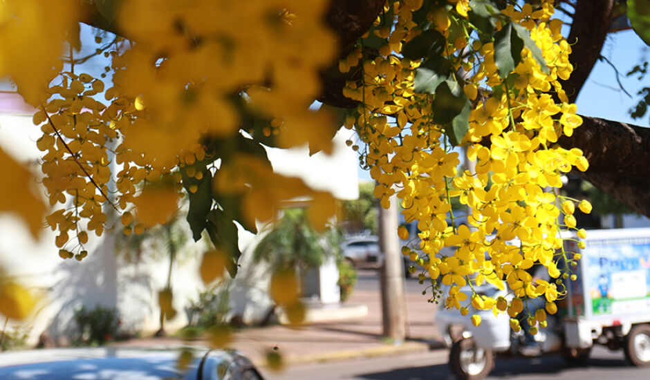 Flores Acácia real colorem ruas e avenidas de Três Lagoas