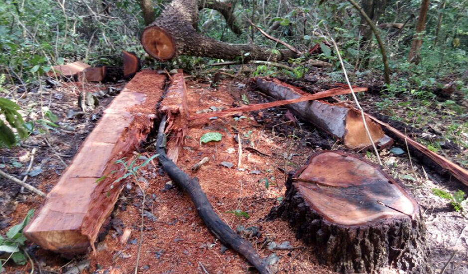 Foram derrubadas duas árvores da espécie aroeira, protegidas por lei