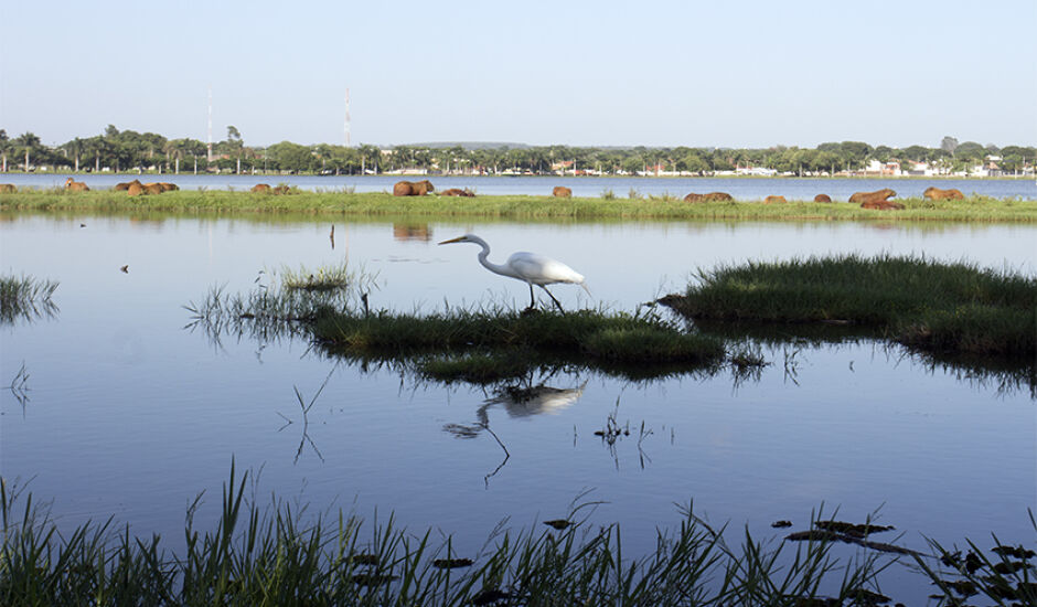 Beleza na Lagoa Maior: animais se misturam às aguas e ao verde
