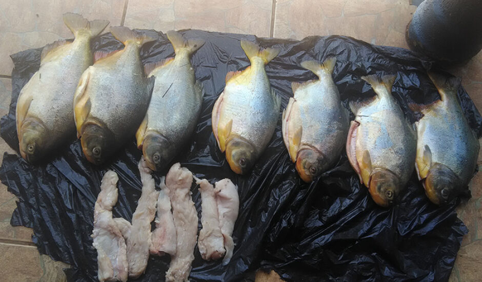 Foram encontrados sete exemplares de pescado da espécie pacu e 1 kg de carne de jacaré