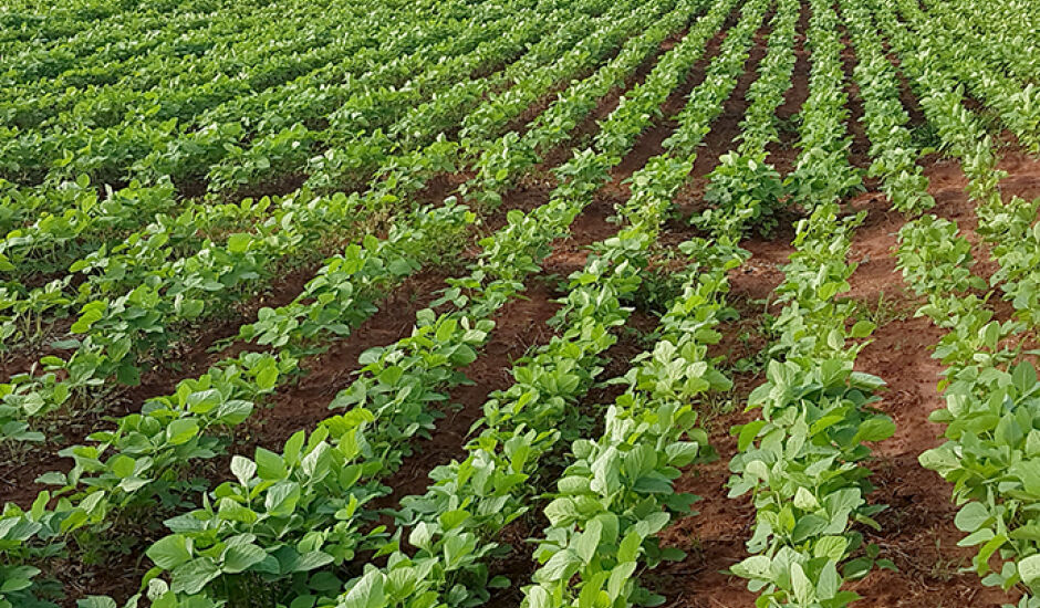 Resultados obtidos nos anos anteriores permitiram concluir que Paranaíba (MS) está apta para o cultivo da soja