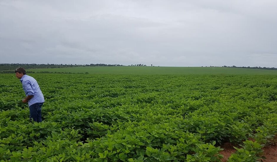 Atualmente a fazenda Boa Vista de propriedade de Heliton, cultiva 300 hectares de soja