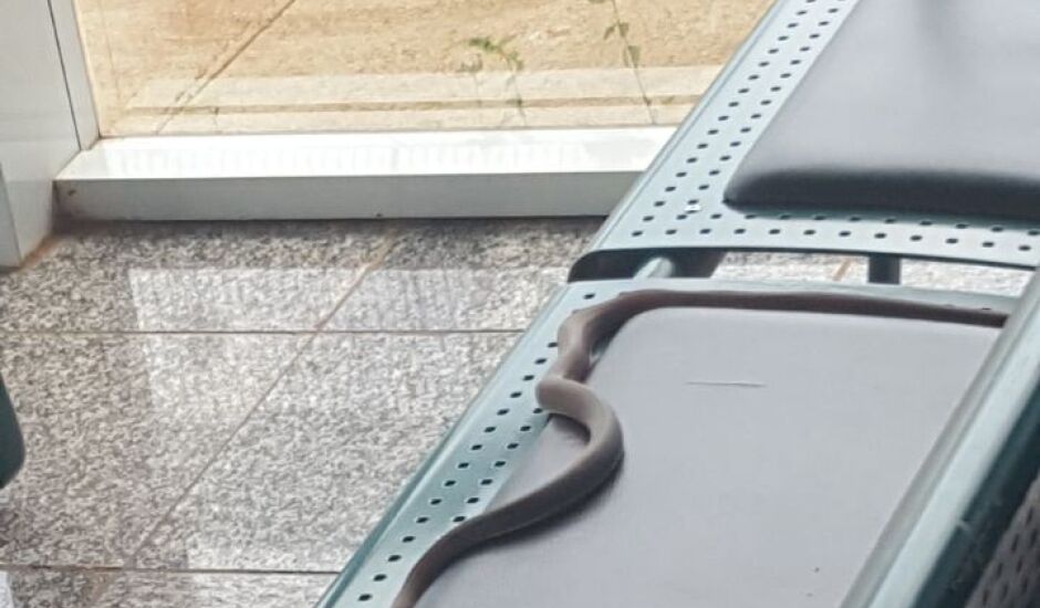 Cobra Caninana aparece em sala de embarque do aeroporto
