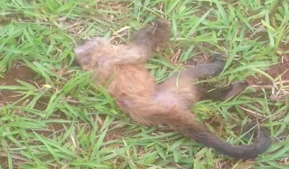 Macaco foi encontrado morto na fazenda Nova Limeira