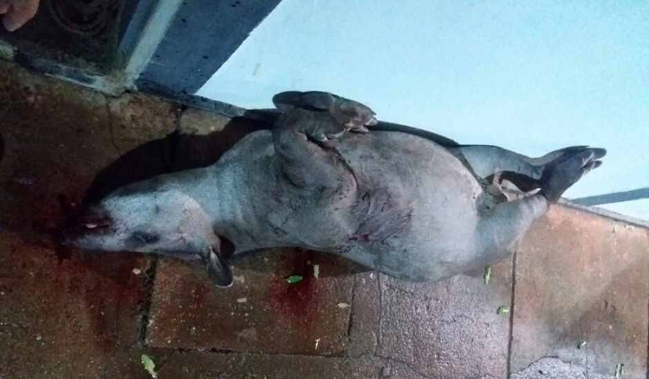 Polícia encontrou em posse dos caçadores uma anta, da espécie Tapirus terrestris