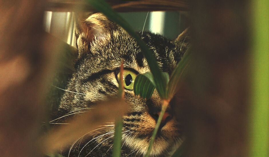 Em meio a vegetação, gato se camufla e olha fixamente para nossas lentes