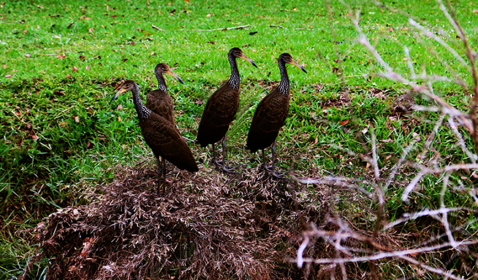 Aves silvestres em reunião na Lagoa Maior, cartão postal de Três Lagoas