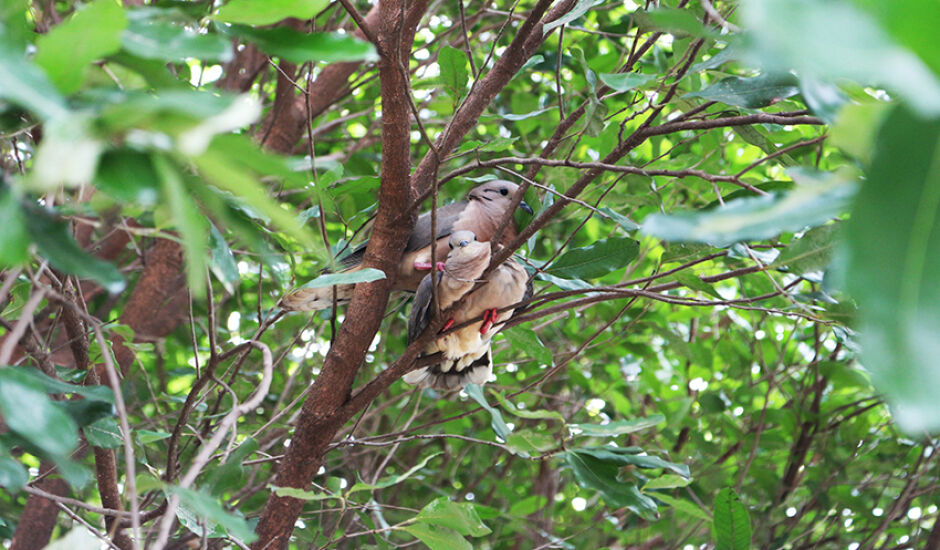 Pássaros columbina - da família dos pombos - chama a atenção em árvores