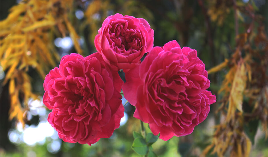 Rosa cor de rosa cheia de muito romantismo, ternura e ingenuidade em cada uma das pétalas