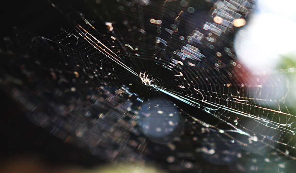Flagra da natureza: lentes capturam com precisão o momento em que aranha tece a teia
