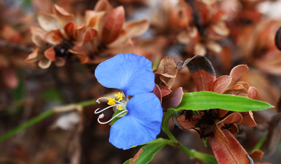 Apesar de uma quarta-feira nublada, acinzentada, flor azul traz colorido especial em canteiro