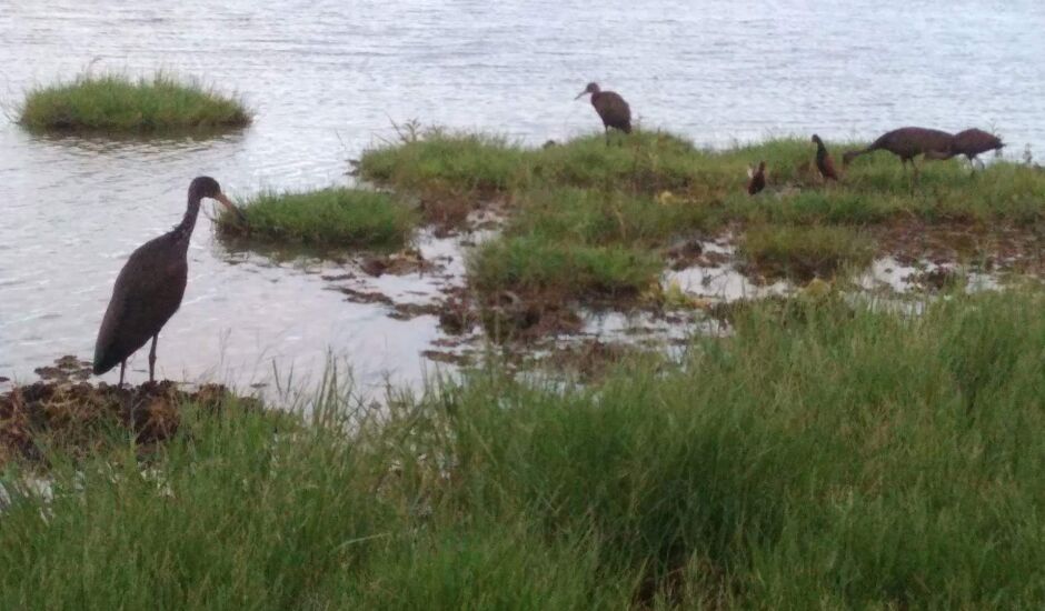 Animais reunidos na Lagoa Maior, em Três Lagoas, contemplando a natureza