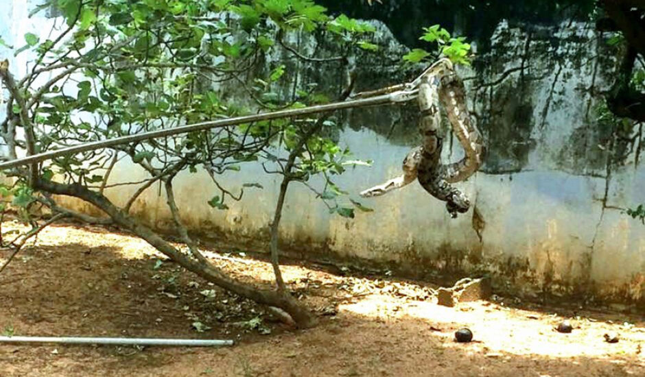 Serpente da espécie Boa Constrictor (jiboia) tem 1,5 metros