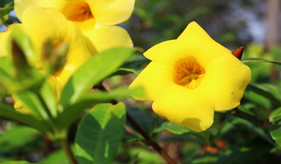 Flores amarelas em jardim para alegrar a nossa terça-feira