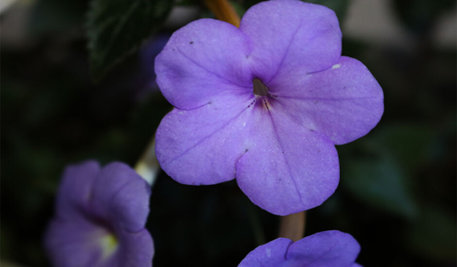 Bela flor chama a atenção pela cor e pela simplicidade, nesta quinta-feira (8), em Três Lagoas