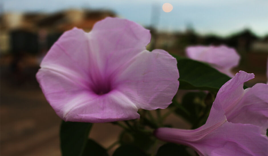Flor rosa alegra a manhã desta quinta-feira (15), em Três Lagoas