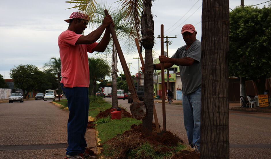 Cem palmeiras-gueroba estão sendo retiradas gradativamente da Avenida Clodoaldo Garcia e replantadas em outros trechos de Três Lagoas