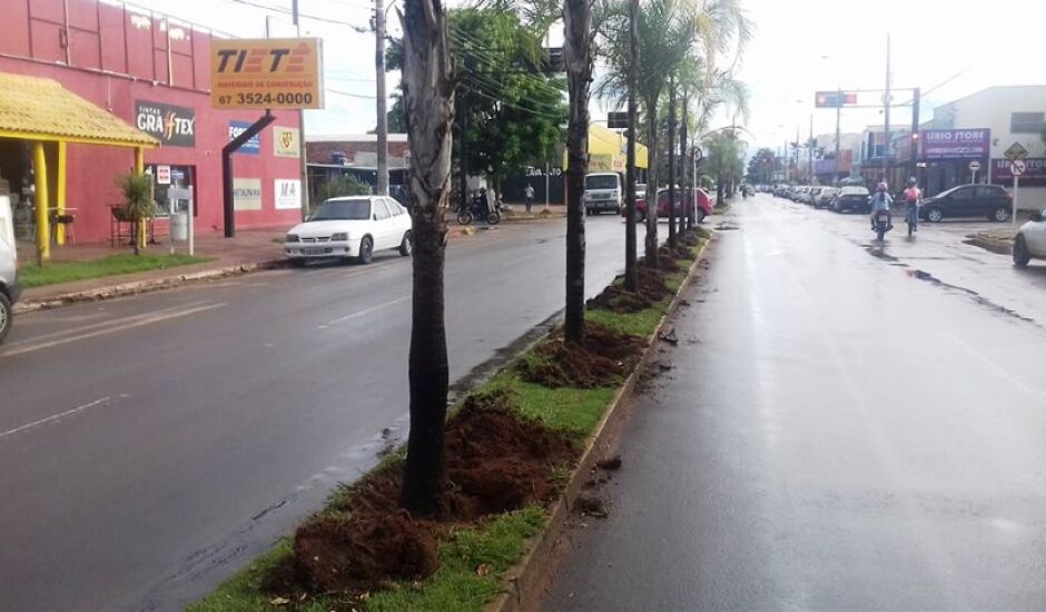 Mais de 100 Palmeiras da espécie Gueroba serão removidas da avenida Clodoaldo Garcia