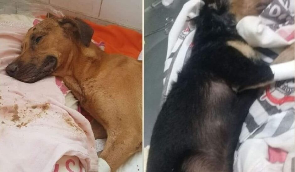 Animais foram vítimas de maus-tratos, em Três Lagoas, no mês de março.