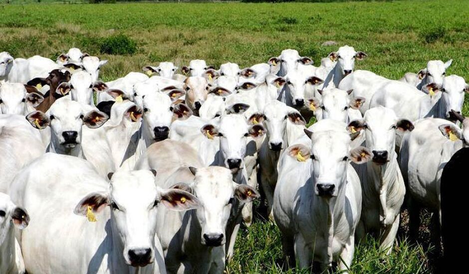 Mato Grosso do Sul foi o segundo estado que mais abateu bovinos no ano passado, responsável por 11,1% na participação nacional