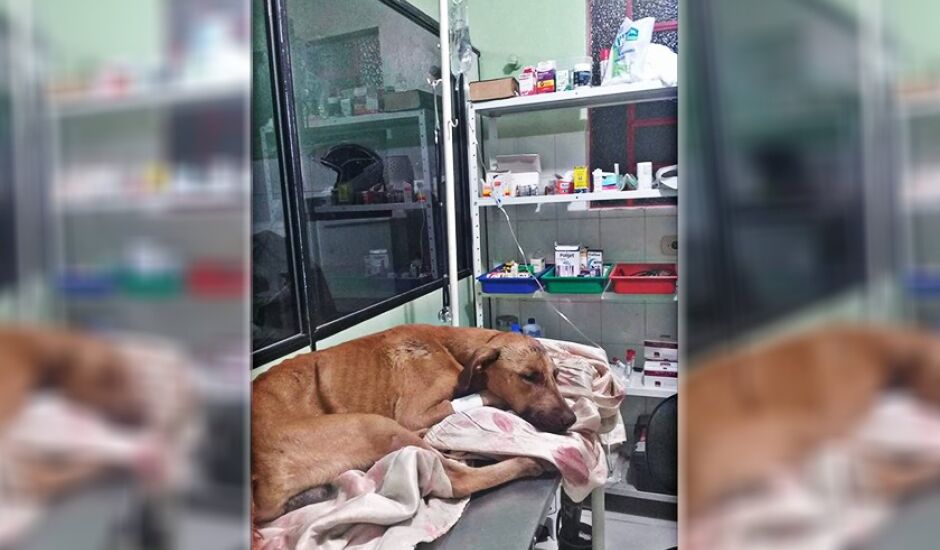 Cachorro ficou internado e foi o próprio dono quem tentou matá-lo, segundo a PM