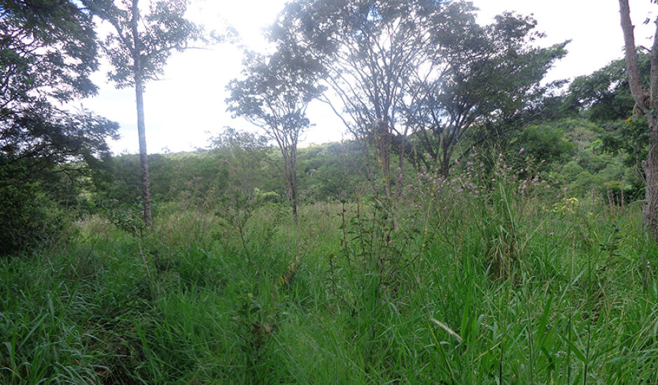Infrator é responsável pelo desmatamento de 2,06 hectares
