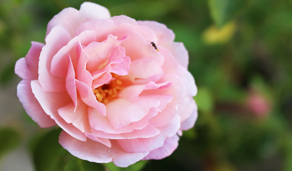 Flor delicada, rosada e que alegra esta sexta-feira (9).