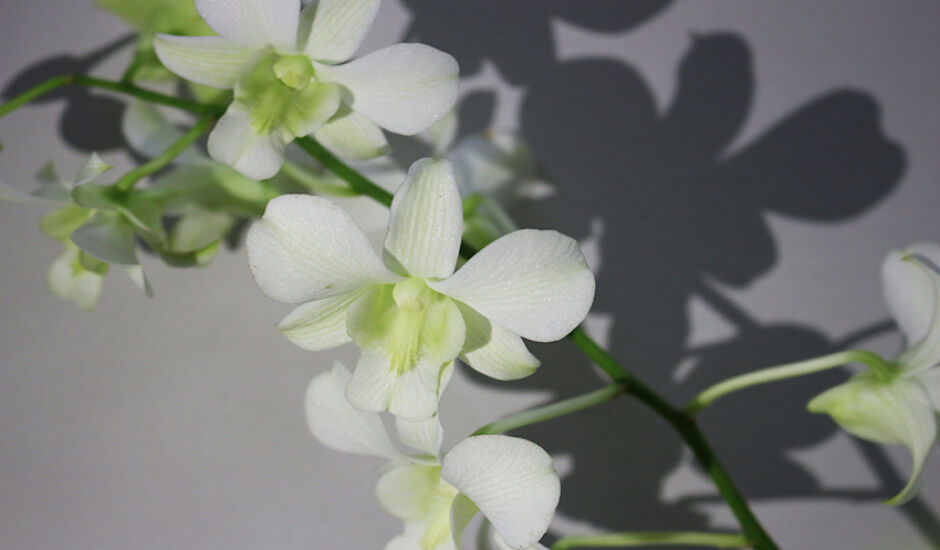 Seria exigir demais da natureza querer que o beija-flor cantasse e a orquídea fosse perfumada. (Lucêmio Lopes da Anunciação)