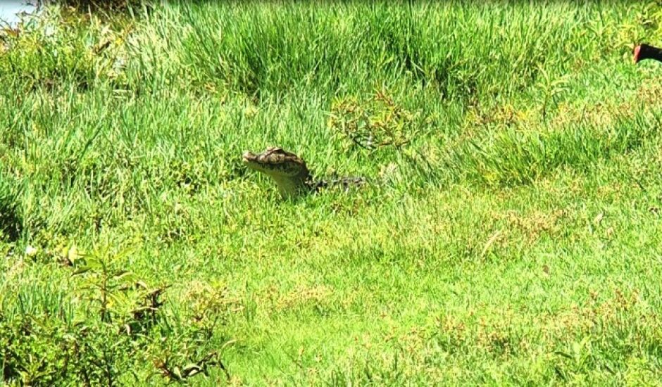 Filhote de jacaré aproveita feriado e toma banho de sol em gramado da Lagoa Maior; área contabiliza 15 jacarés