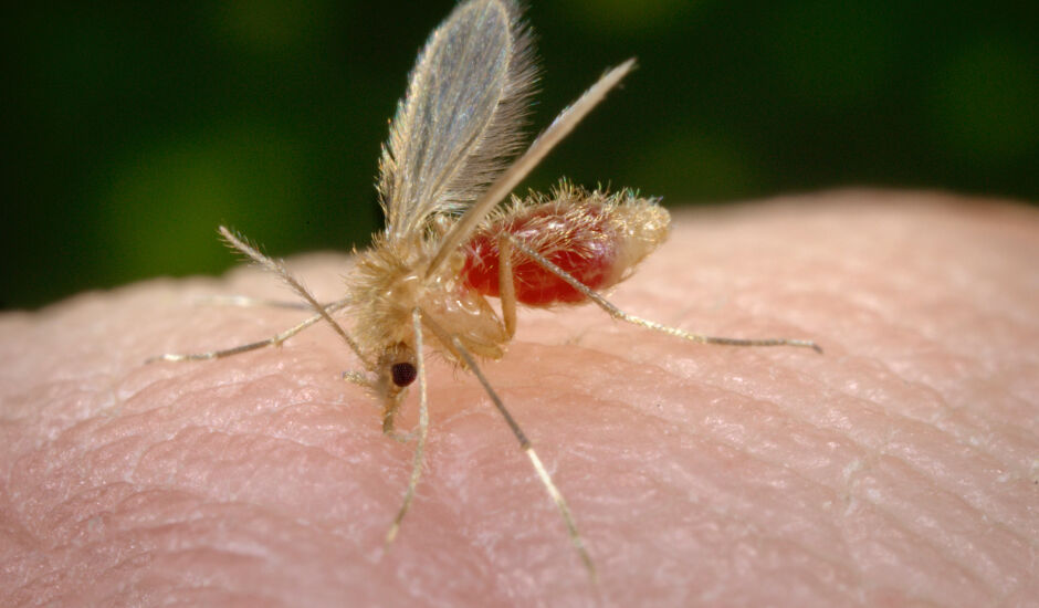 A enfermidade é causada por um protozoário transmitido por meio de picada da fêmea do mosquito-palha infectado