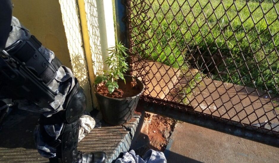Polícia encontrou pé de maconha plantado em um vaso no corredor de presídio