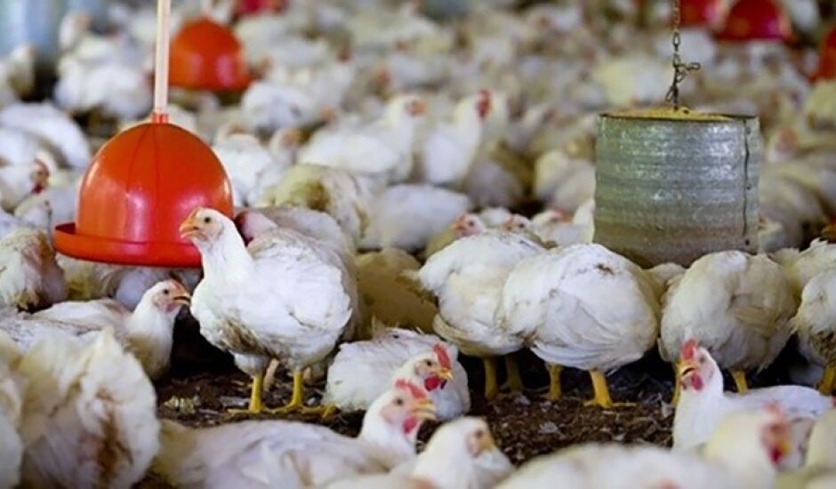 Novas normas para o setor avícola têm por objetivo prevenir a entrada de vírus no Brasil
