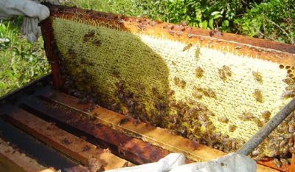 Estado produz 52 quilos de mel- três vezes mais que a média nacional