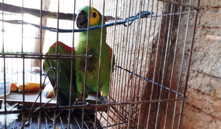 O homem levou o pássaro ferido até a PMA de Três Lagoas e denunciou o crime ecológico