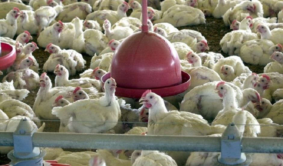 Produção de frangos tem sofrido os reflexos da crise nos transportes