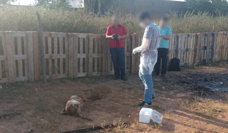 Cães foram exumados dois dias depois de serem mortos, supostamente, por envenenamento