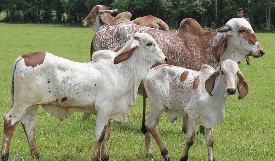 Animais da raça gir, zebuíno para produção de  carne e leite