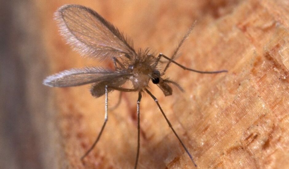 Os transmissores são insetos conhecidos popularmente como mosquito palha