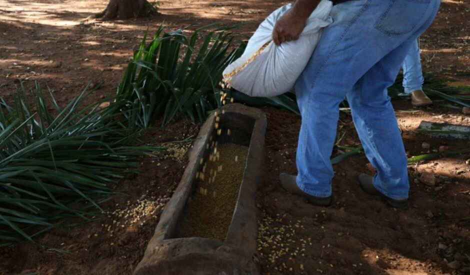 Capivaras recebem milho após escassez de alimentos
