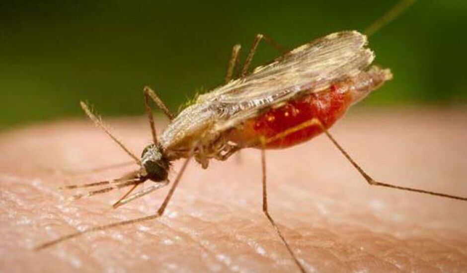 O Anopheles é o transmissor da malária, que tem cura, se for tratada logo e de forma adequada
