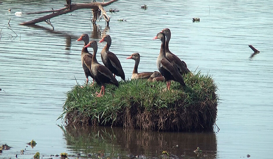Seis marrecos, da mesma família, são flagrados juntos na Lagoa Maior