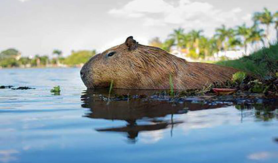 Capivarinha em seu banho matinal nas águas da Lagoa Maior, em Três Lagoas