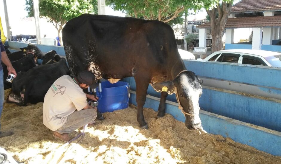 A vaca Navegante, da Fazenda Belas Artes, foi a campeã do Torneio Leiteiro realizado em Paranaíba (MS)