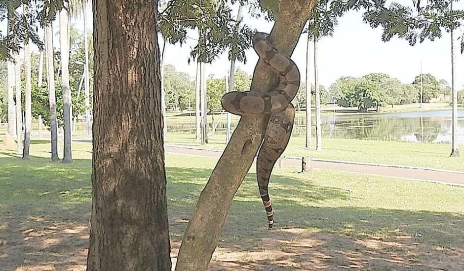 Cobra fotografada em árvore gera curiosidade e postagens falsas