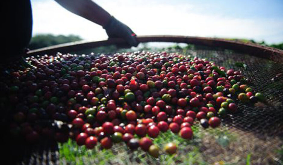 Na segunda semana do mês, exportação de produtos básicos, como café em grão, caiu 12,8% em relação à primeira semana