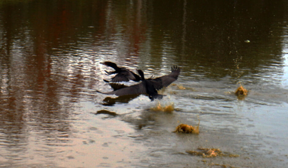 Registro de pássaros voando sob as águas da Lagoa Maior